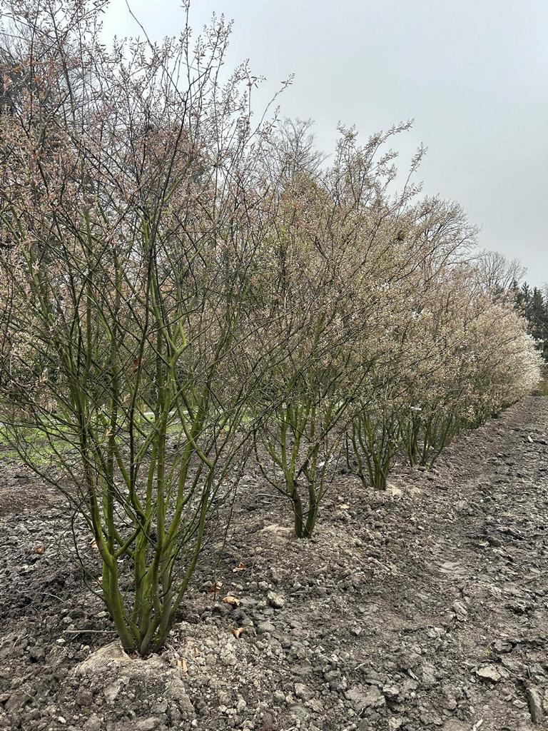 Amelanchier lamarckii