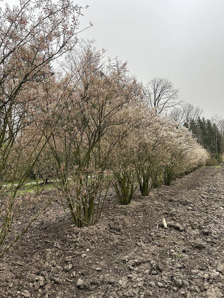 Amelanchier lamarckii