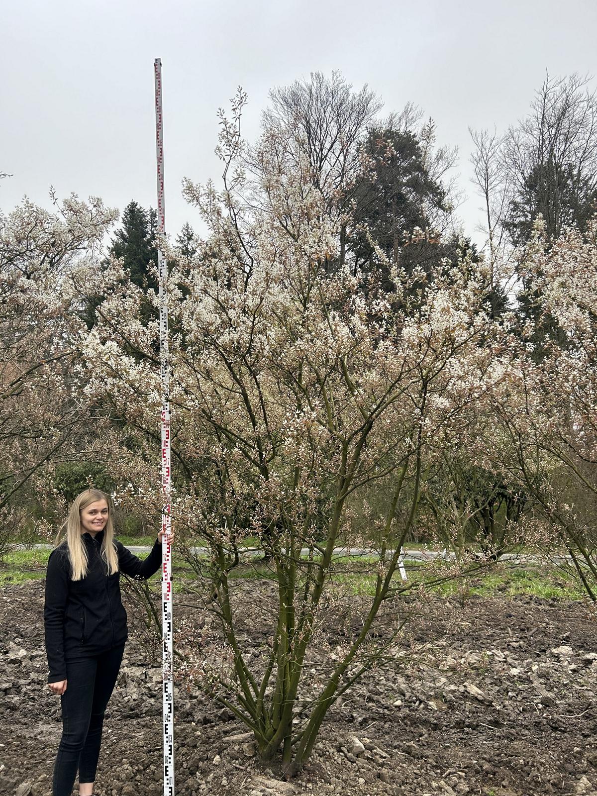 Amelanchier lamarckii