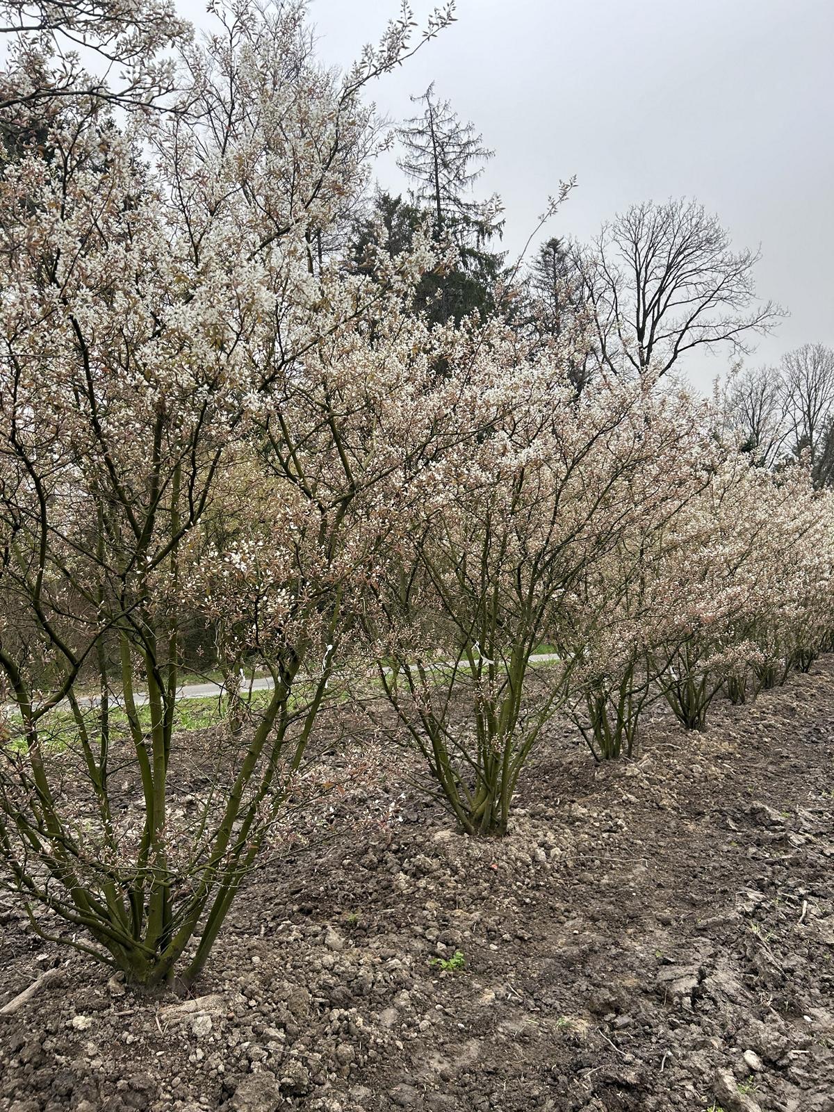 Amelanchier lamarckii