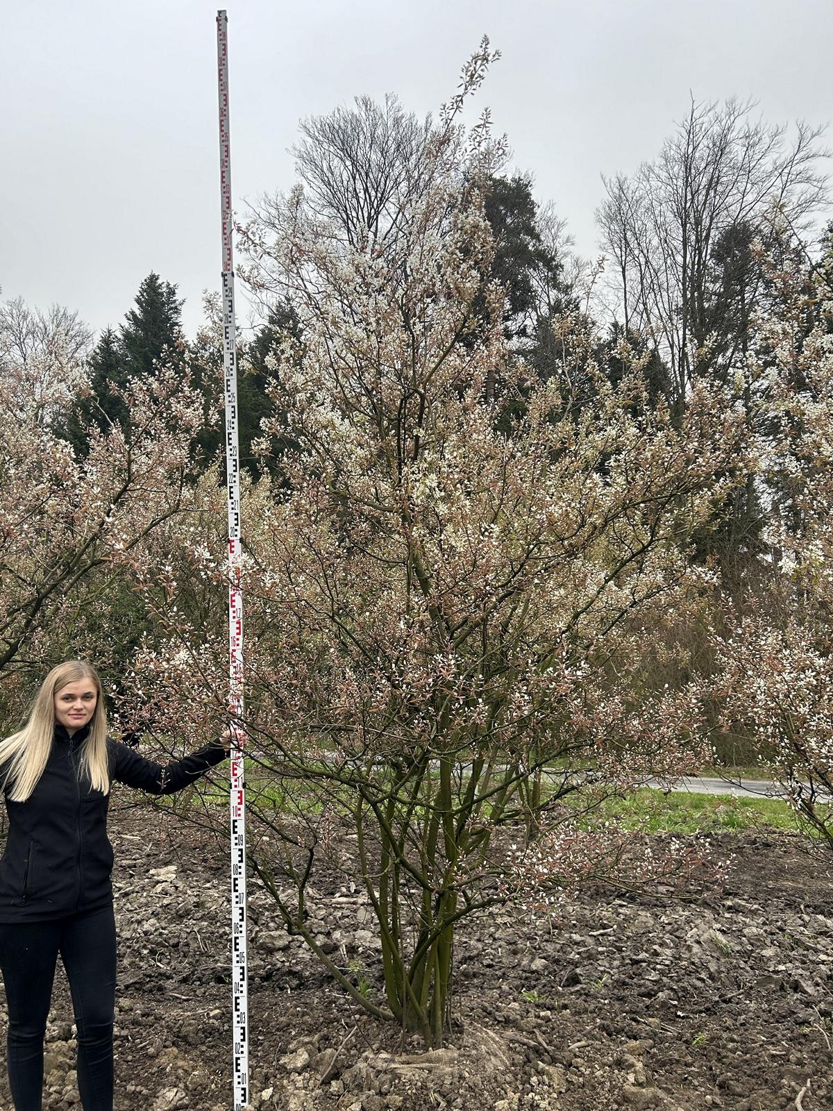 Amelanchier lamarckii