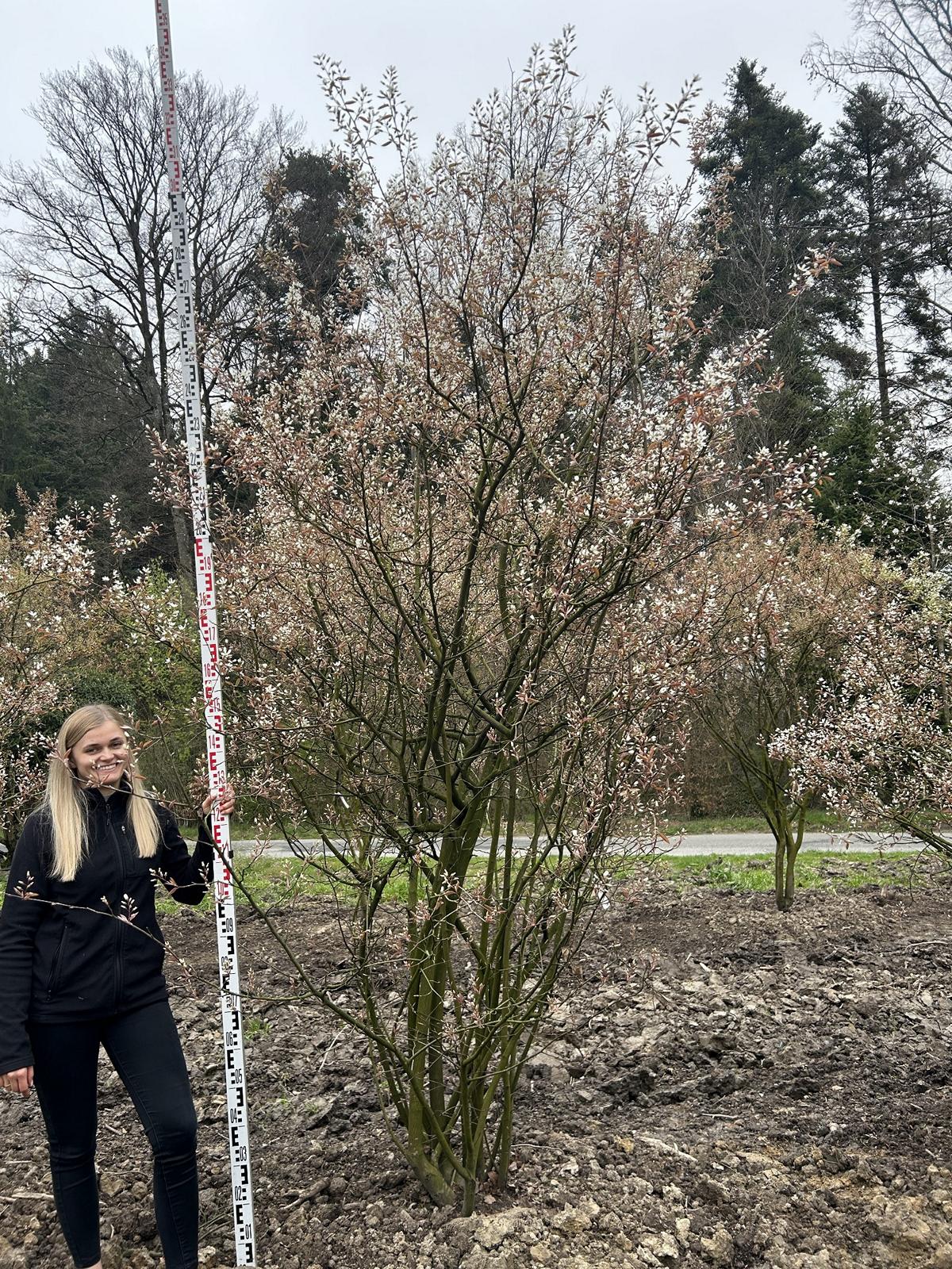 Amelanchier lamarckii