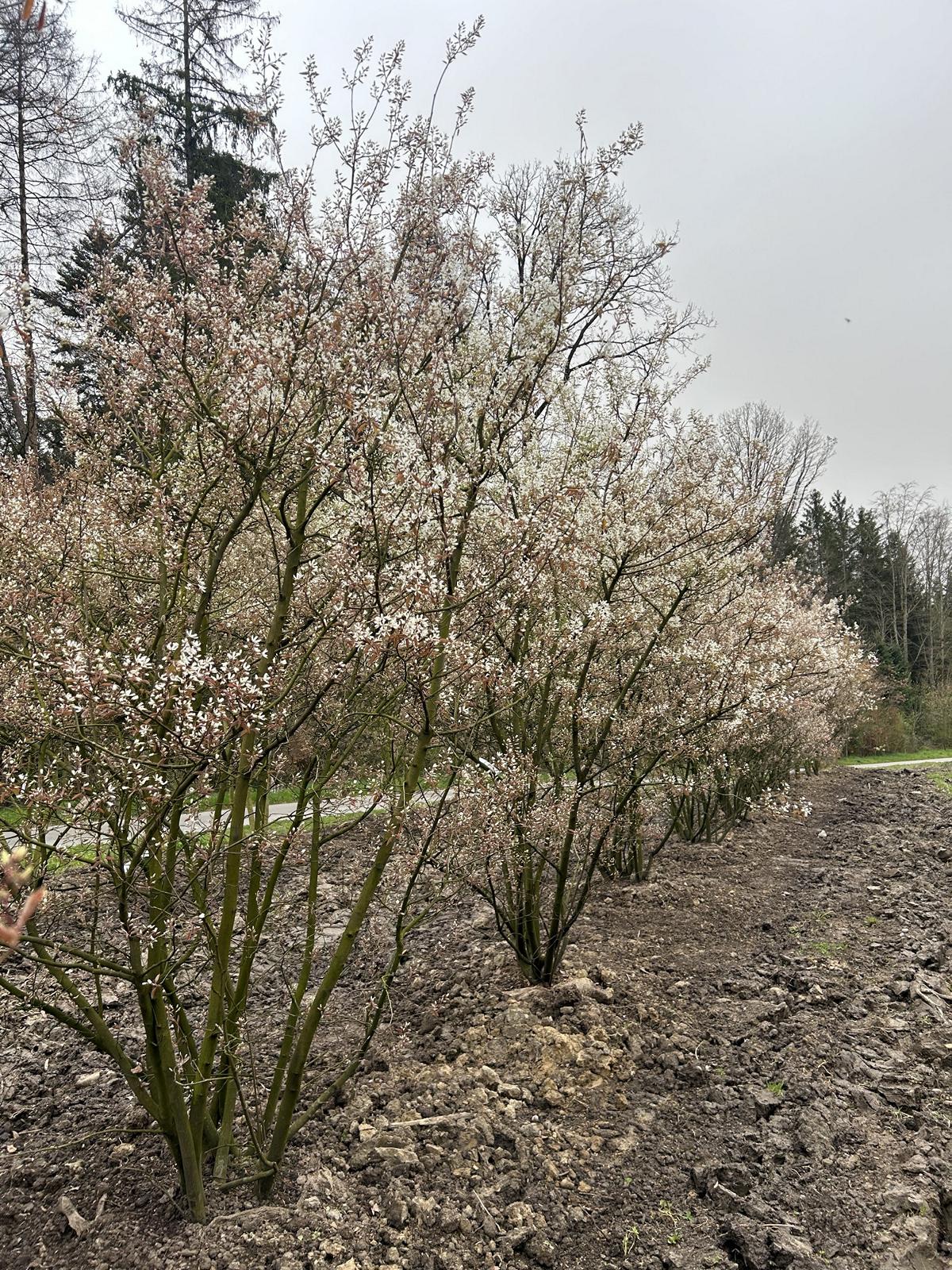 Amelanchier lamarckii