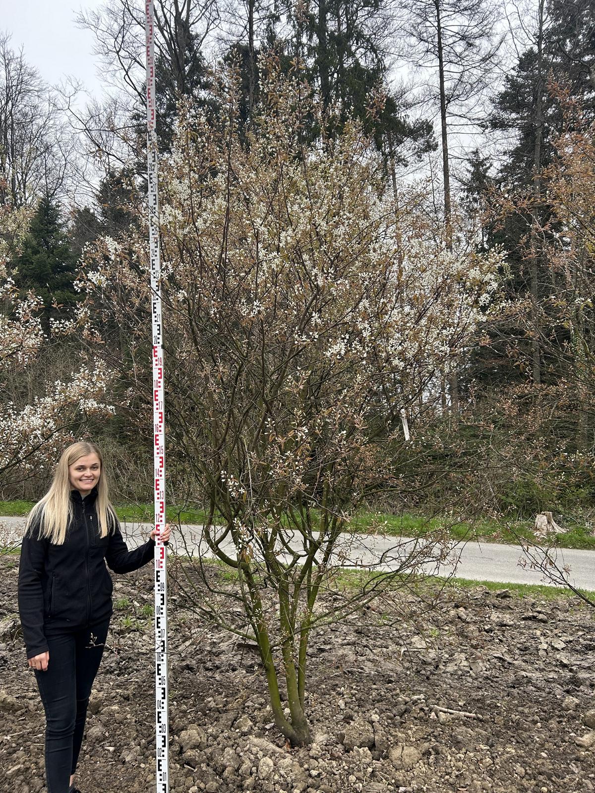 Amelanchier lamarckii