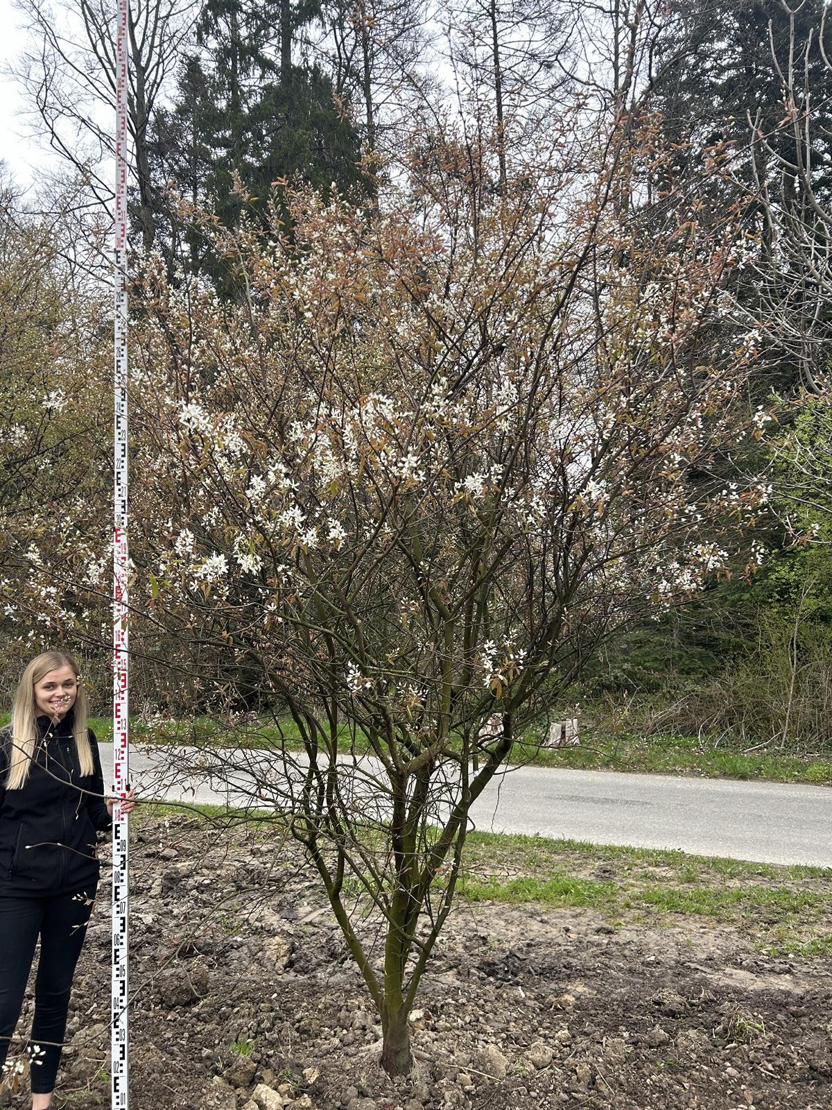 Amelanchier lamarckii