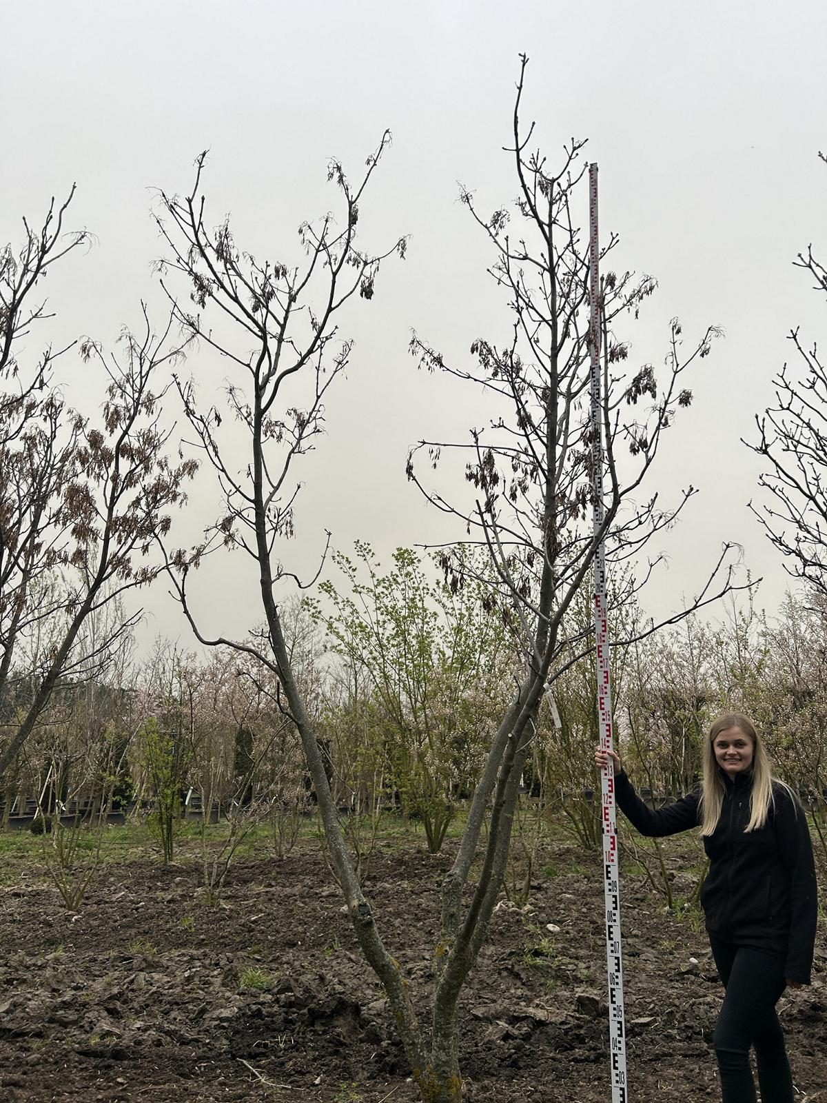 Fraxinus ornus