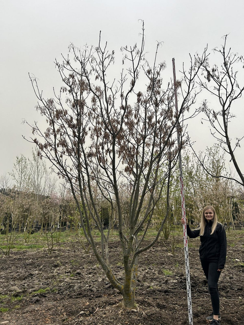 Fraxinus ornus