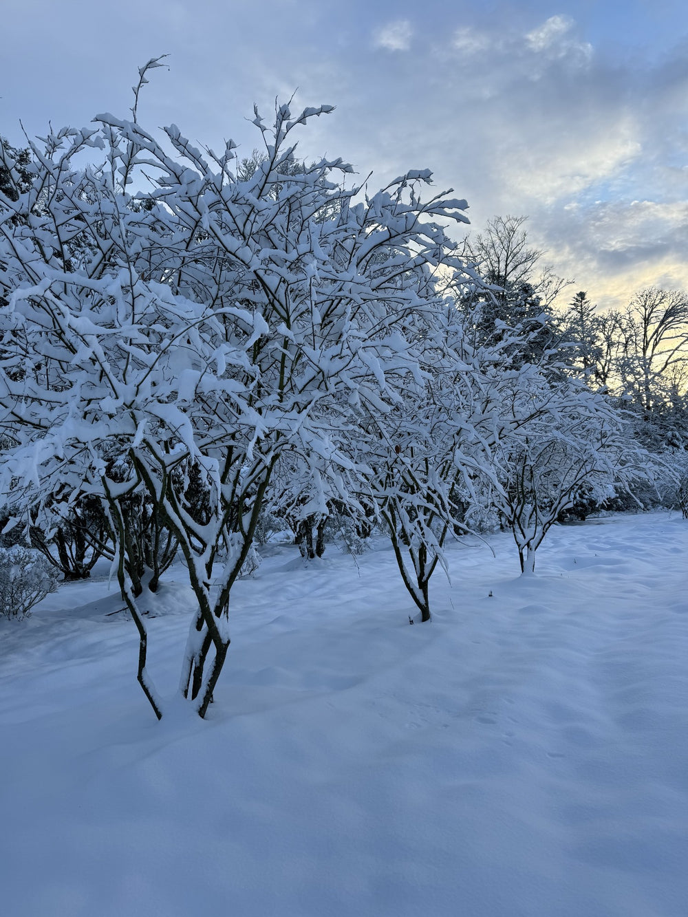 Amelanchier lamarckii Schirmform