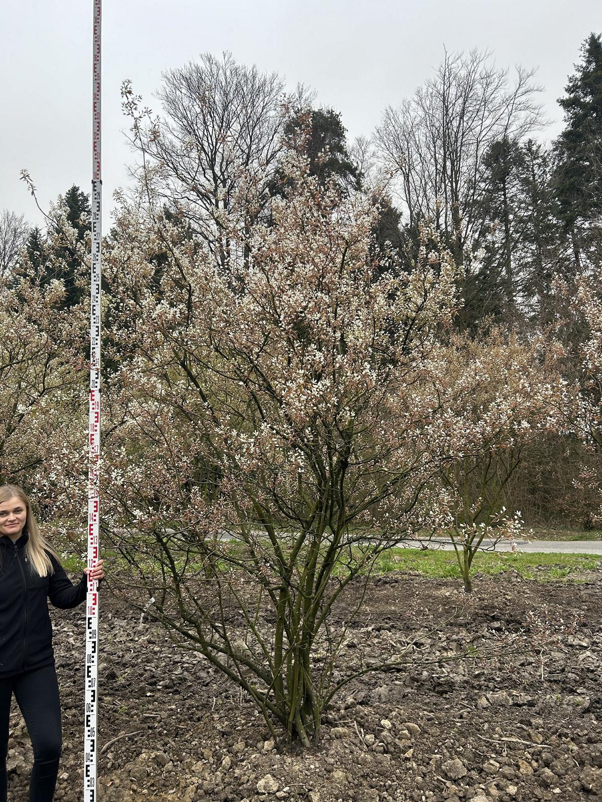 Amelanchier lamarckii