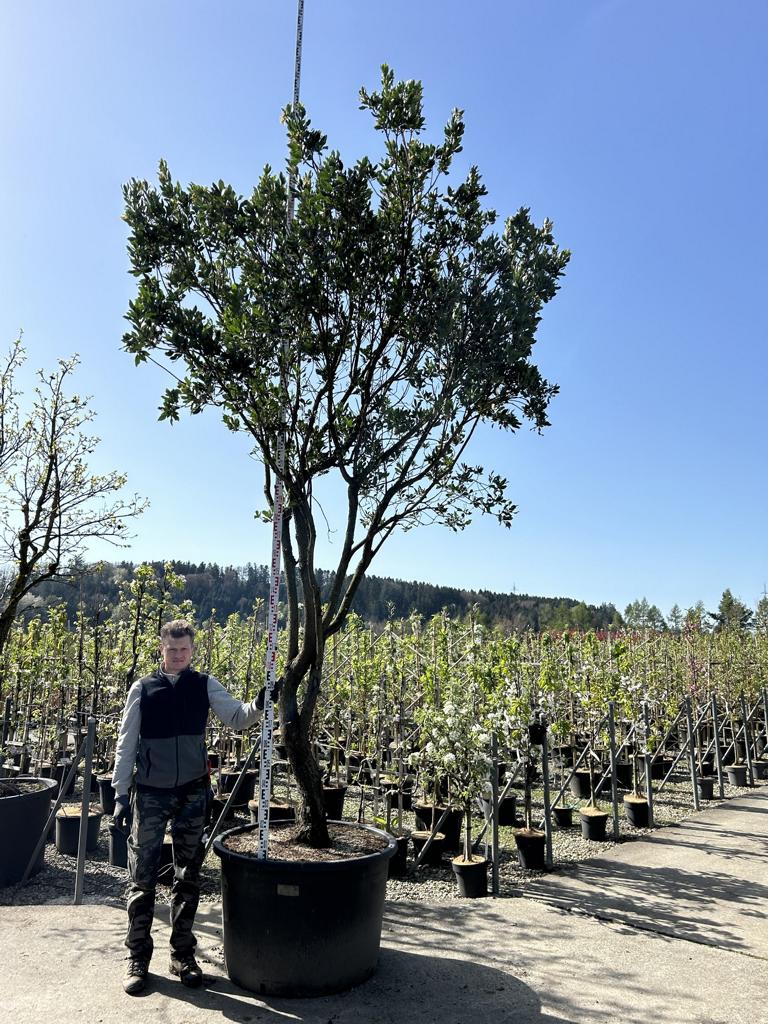 Arbutus unedo