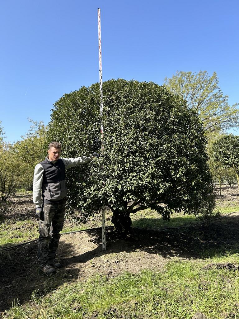 Prunus lusitanica 'Angustifolia'