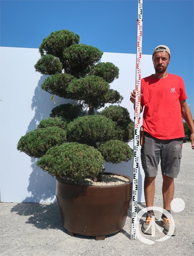 Juniperus chinensis Bonsai