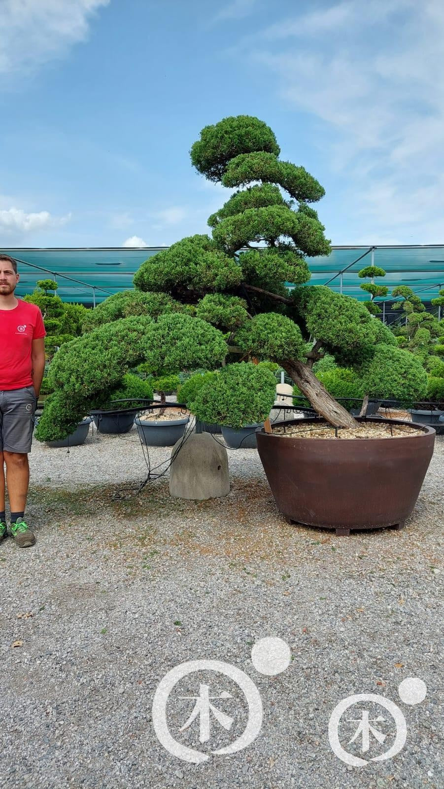 Juniperus chinensis Bonsai