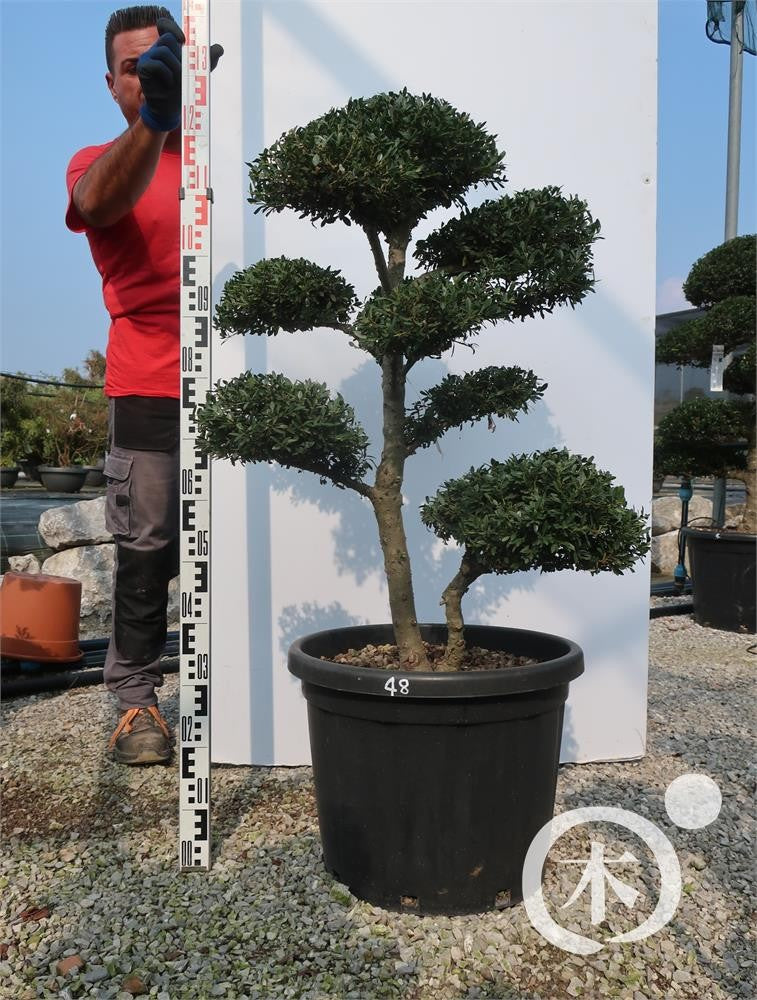 Ilex crenata Bonsai