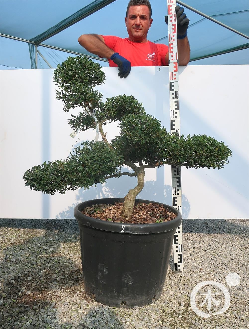 Ilex crenata Bonsai