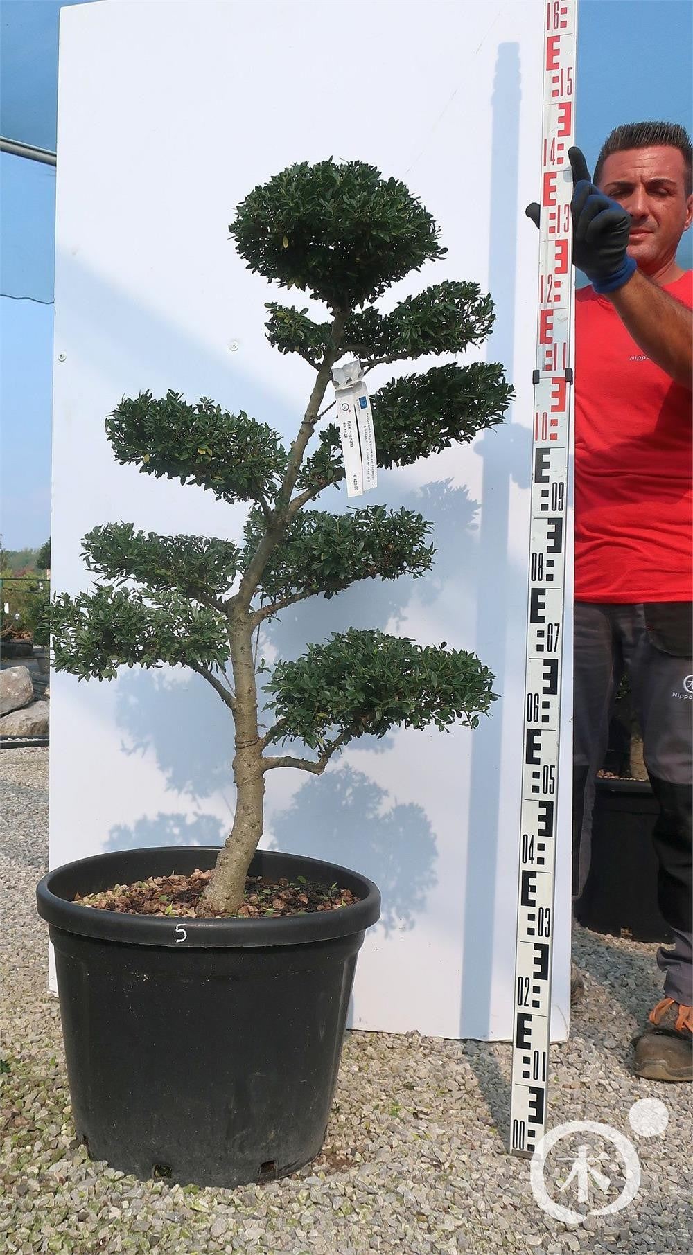 Ilex crenata Bonsai