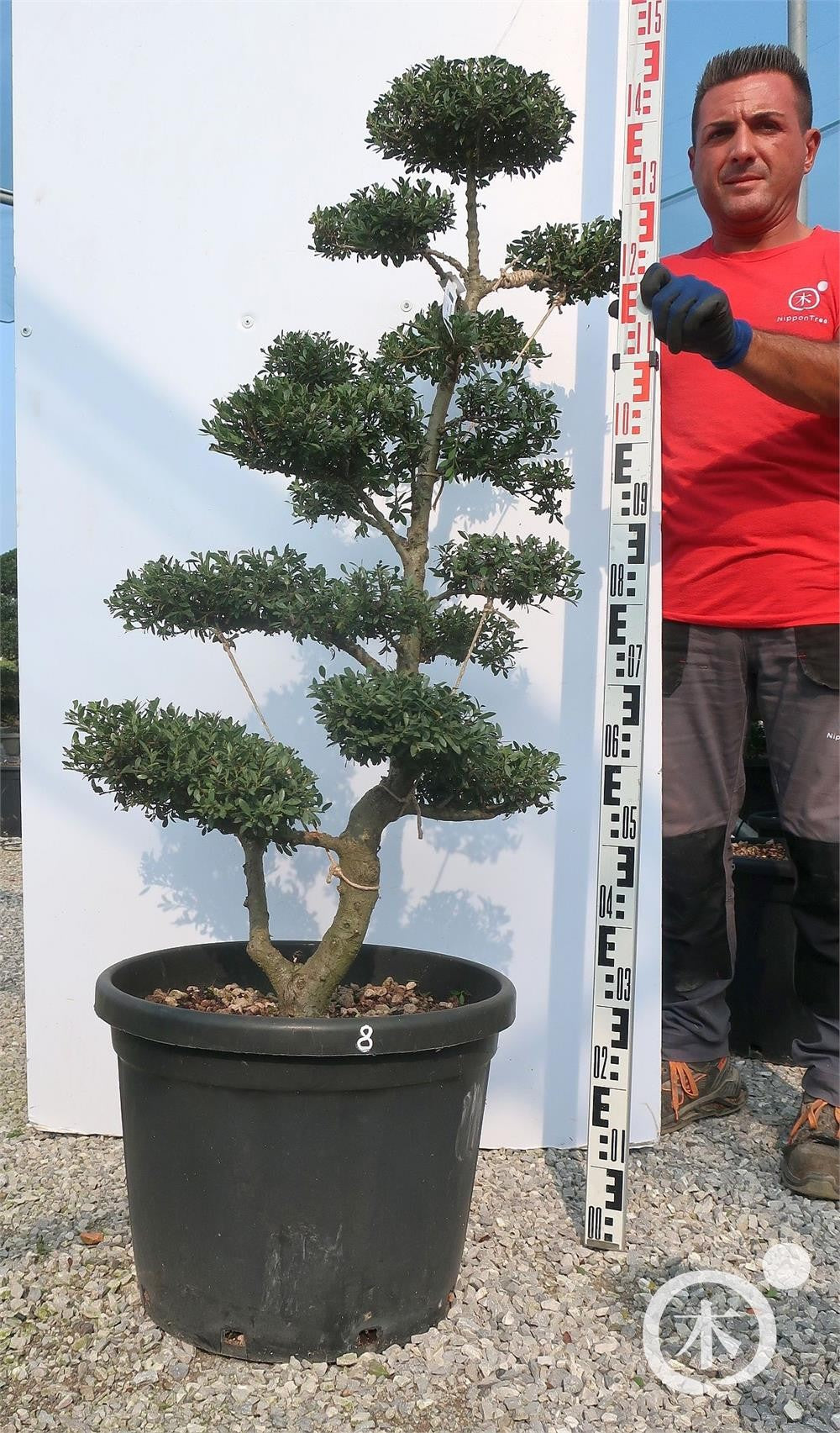 Ilex crenata Bonsai