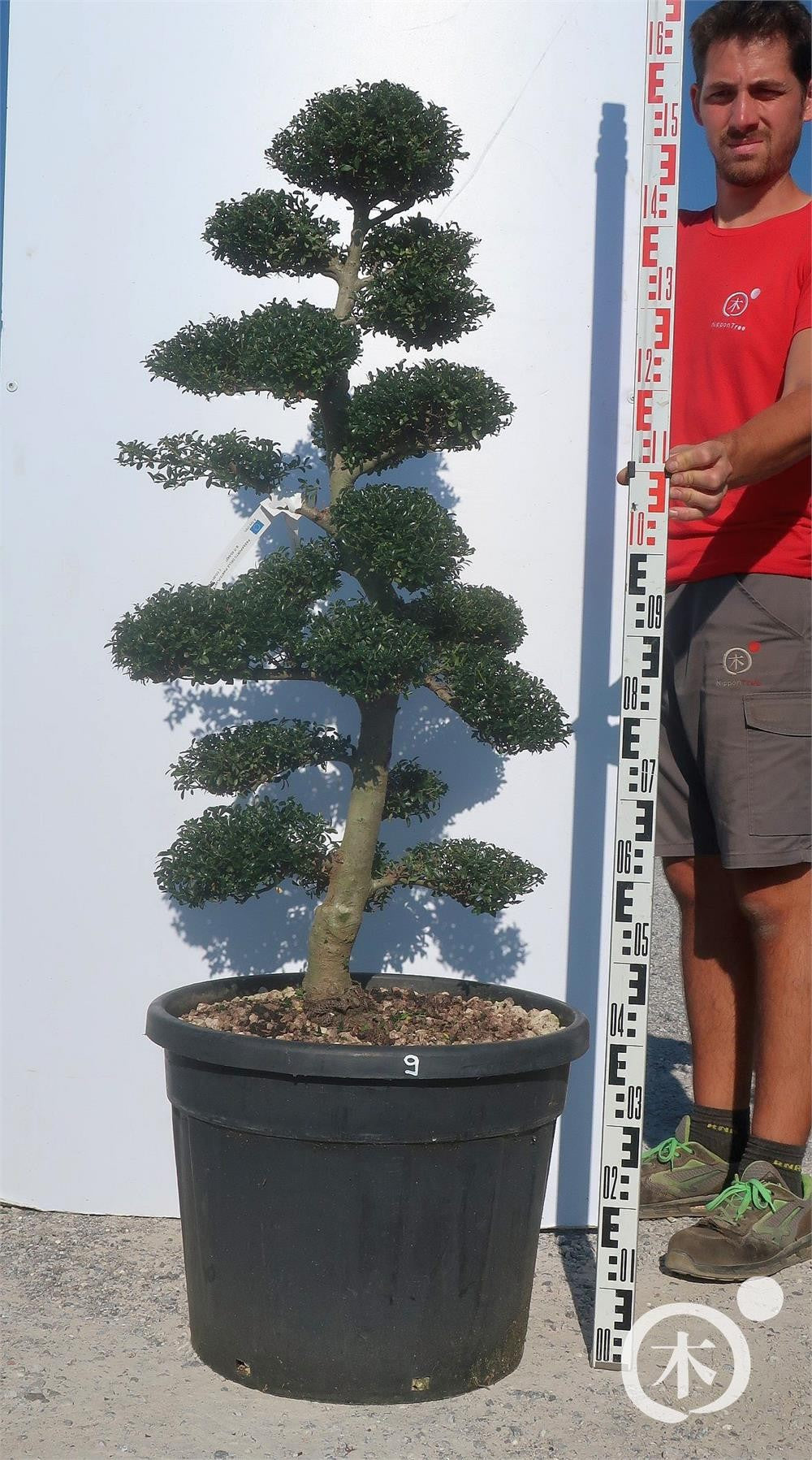 Ilex crenata Bonsai