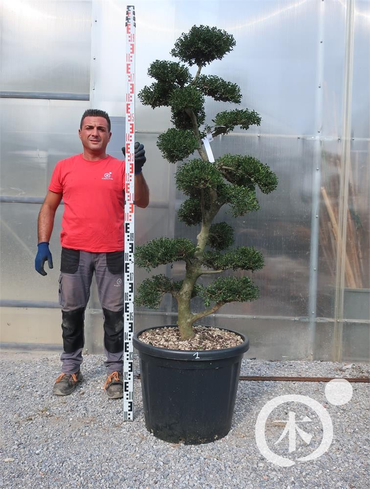 Ilex crenata Bonsai