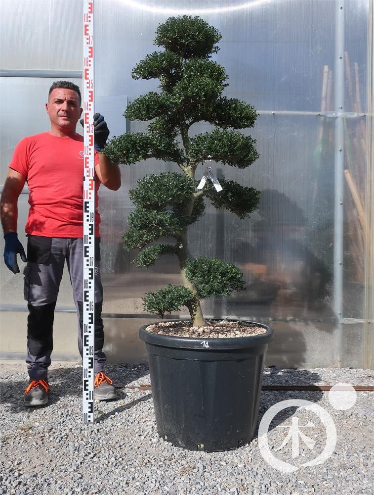 Ilex crenata Bonsai