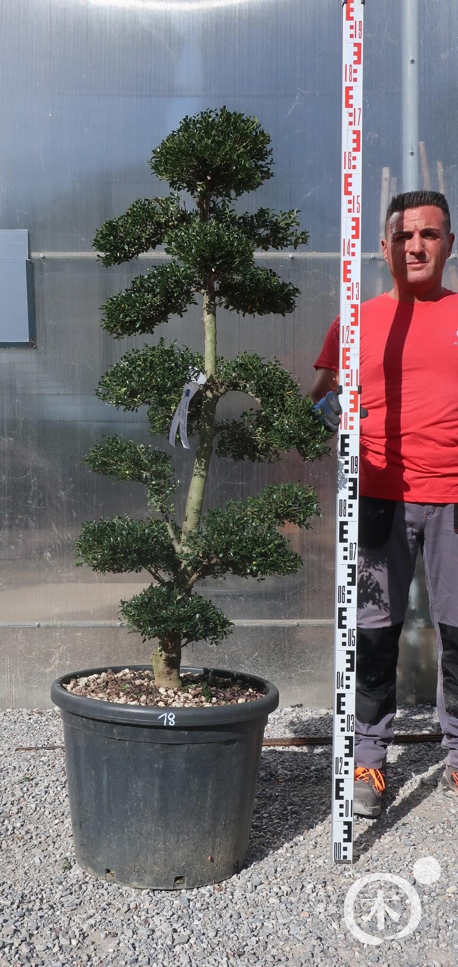 Ilex crenata Bonsai