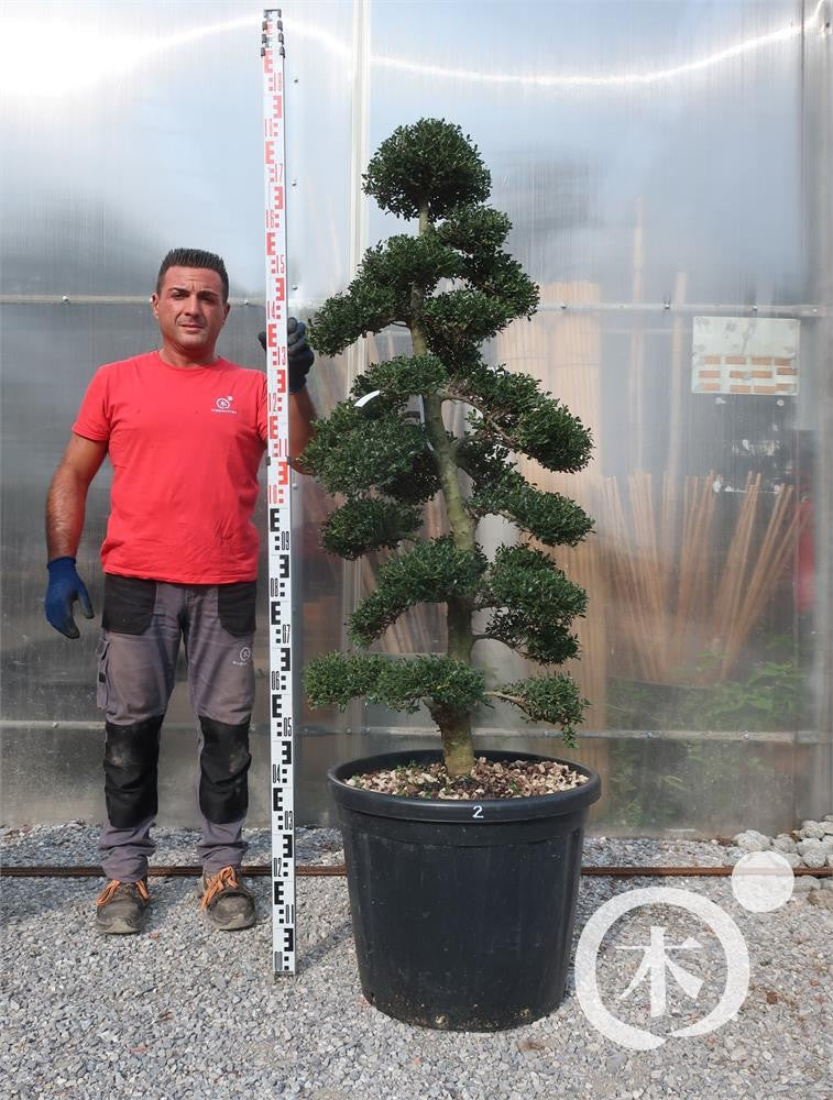 Ilex crenata Bonsai