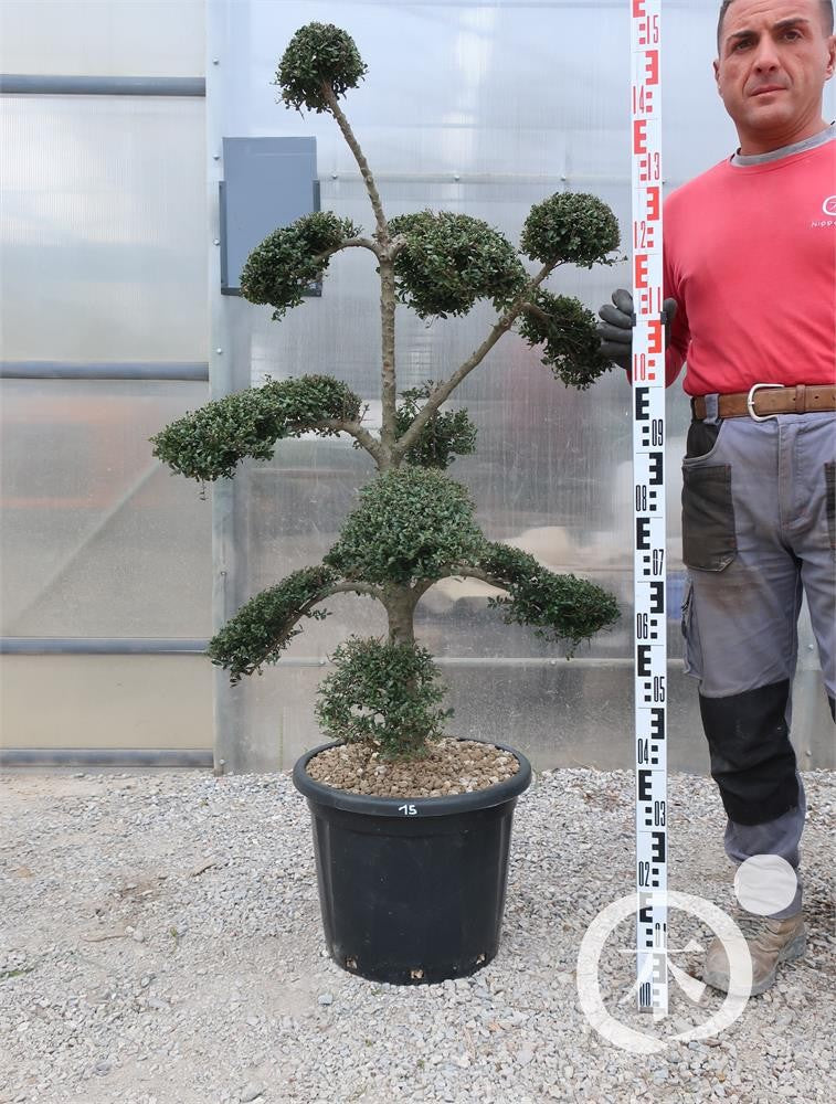 Ilex crenata Bonsai