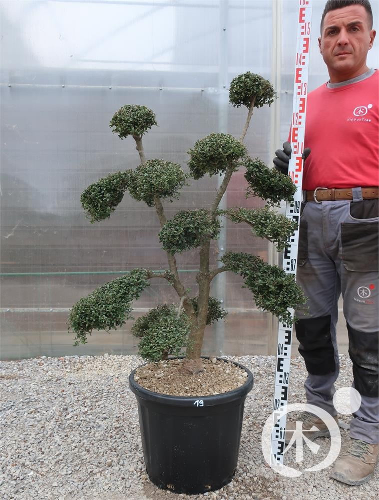 Ilex crenata Bonsai