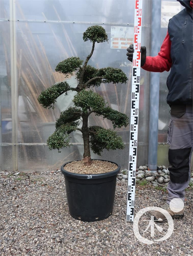 Ilex crenata Bonsai