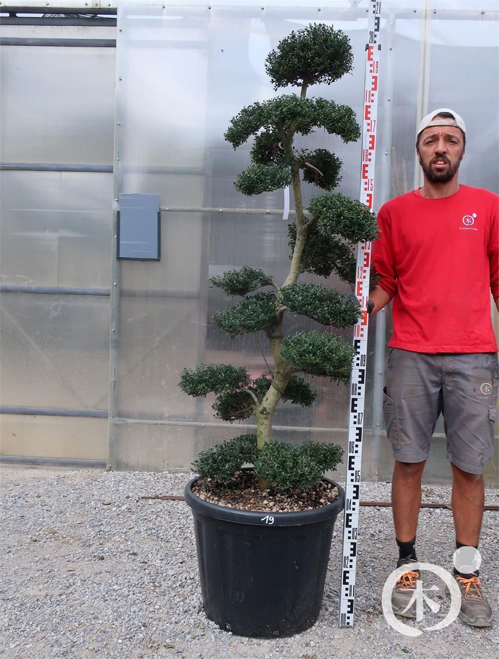 Ilex crenata Bonsai