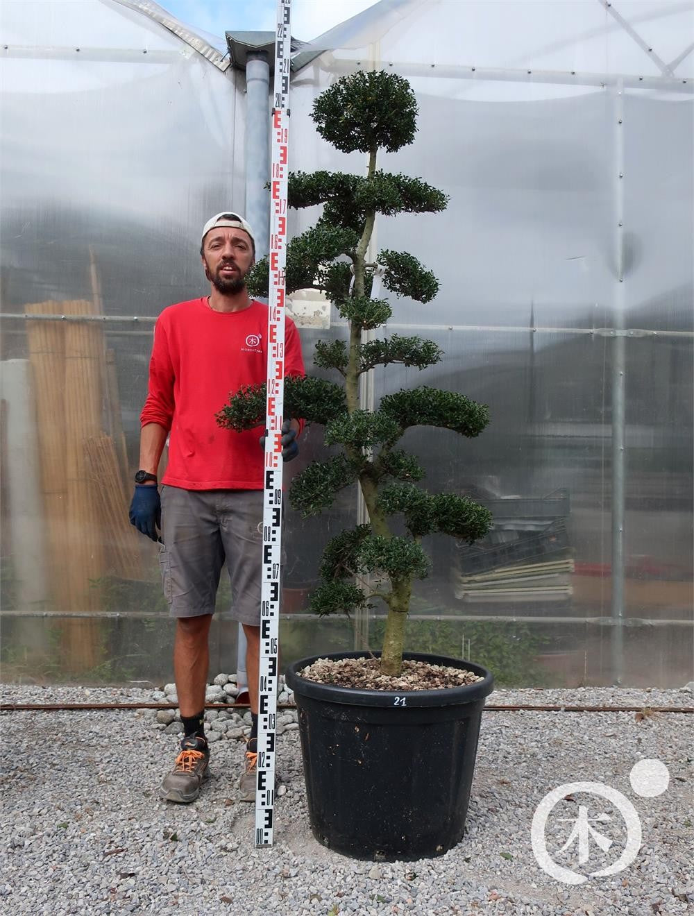 Ilex crenata Bonsai