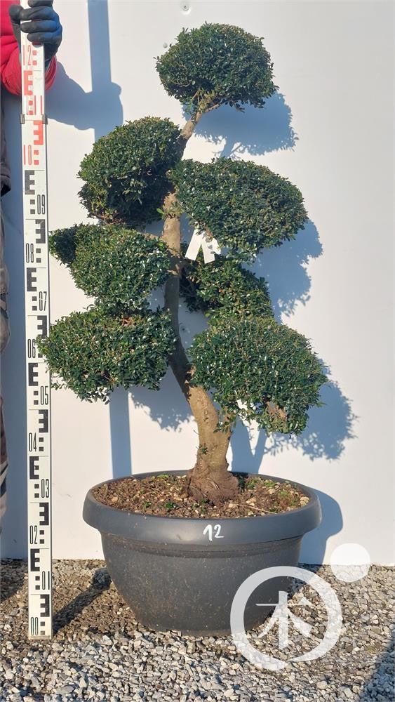 Ilex crenata Bonsai