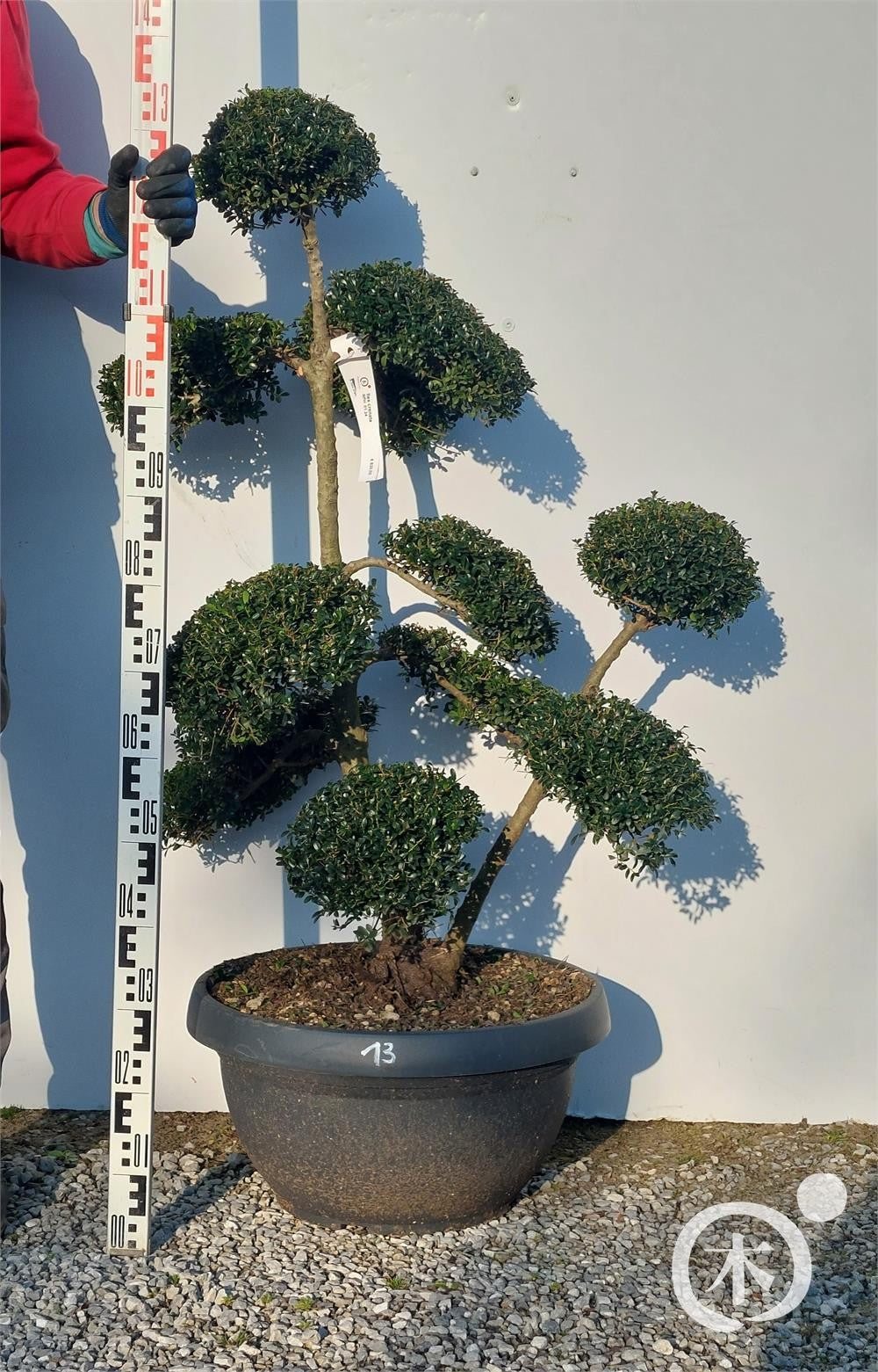 Ilex crenata Bonsai