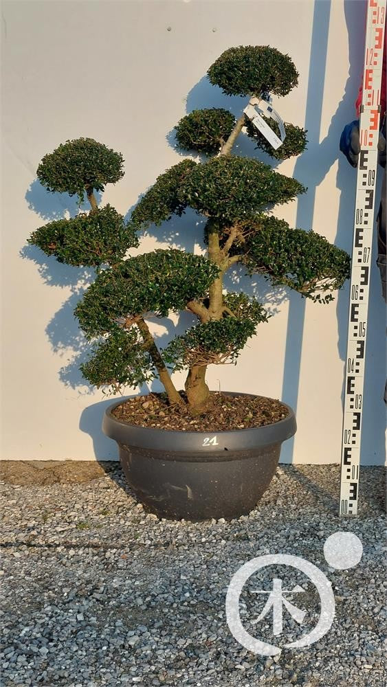 Ilex crenata Bonsai