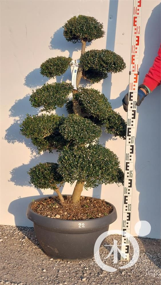 Ilex crenata Bonsai