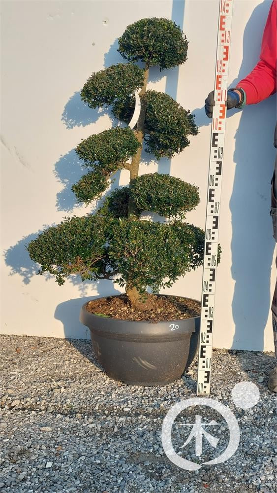 Ilex crenata Bonsai