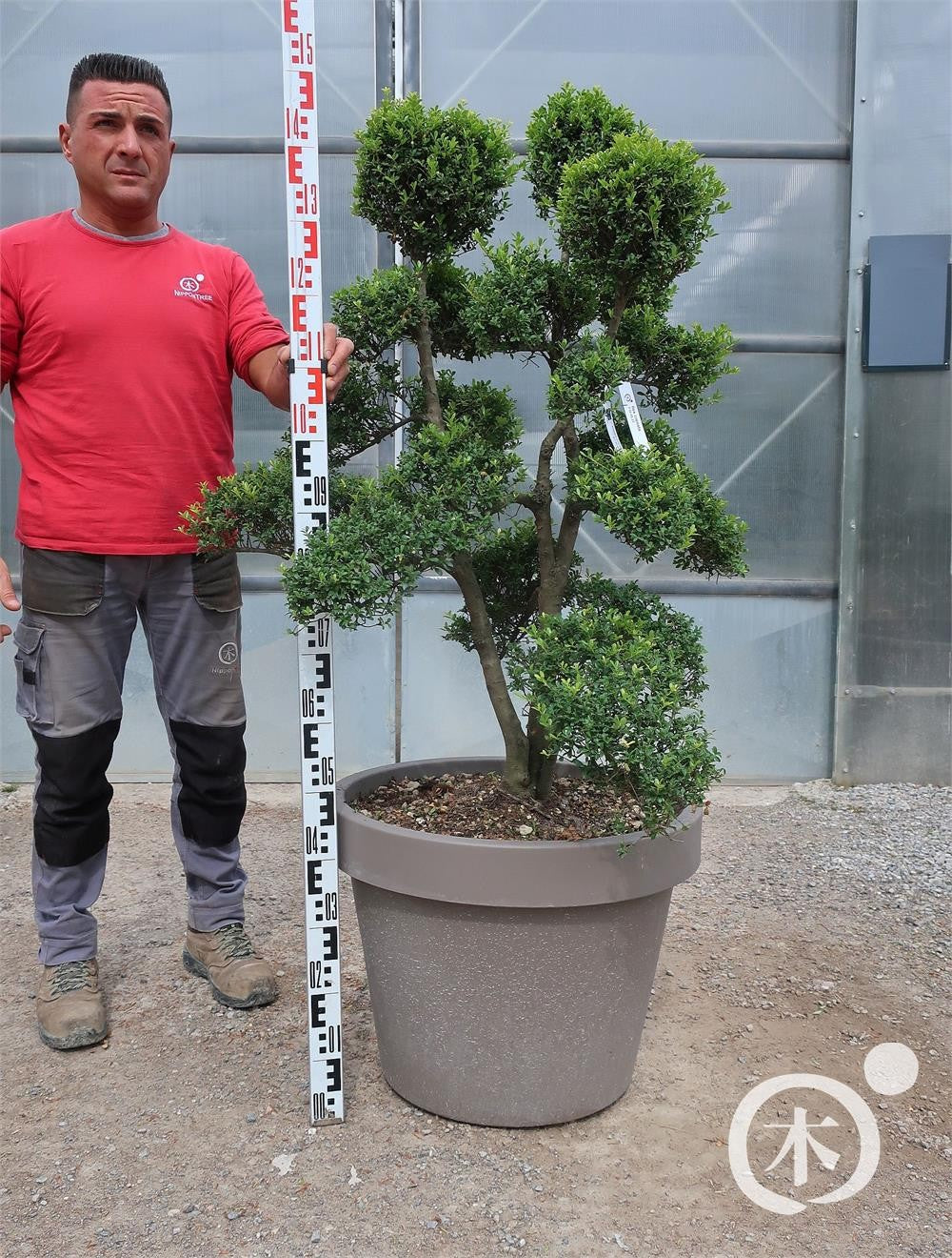 Ilex crenata Bonsai