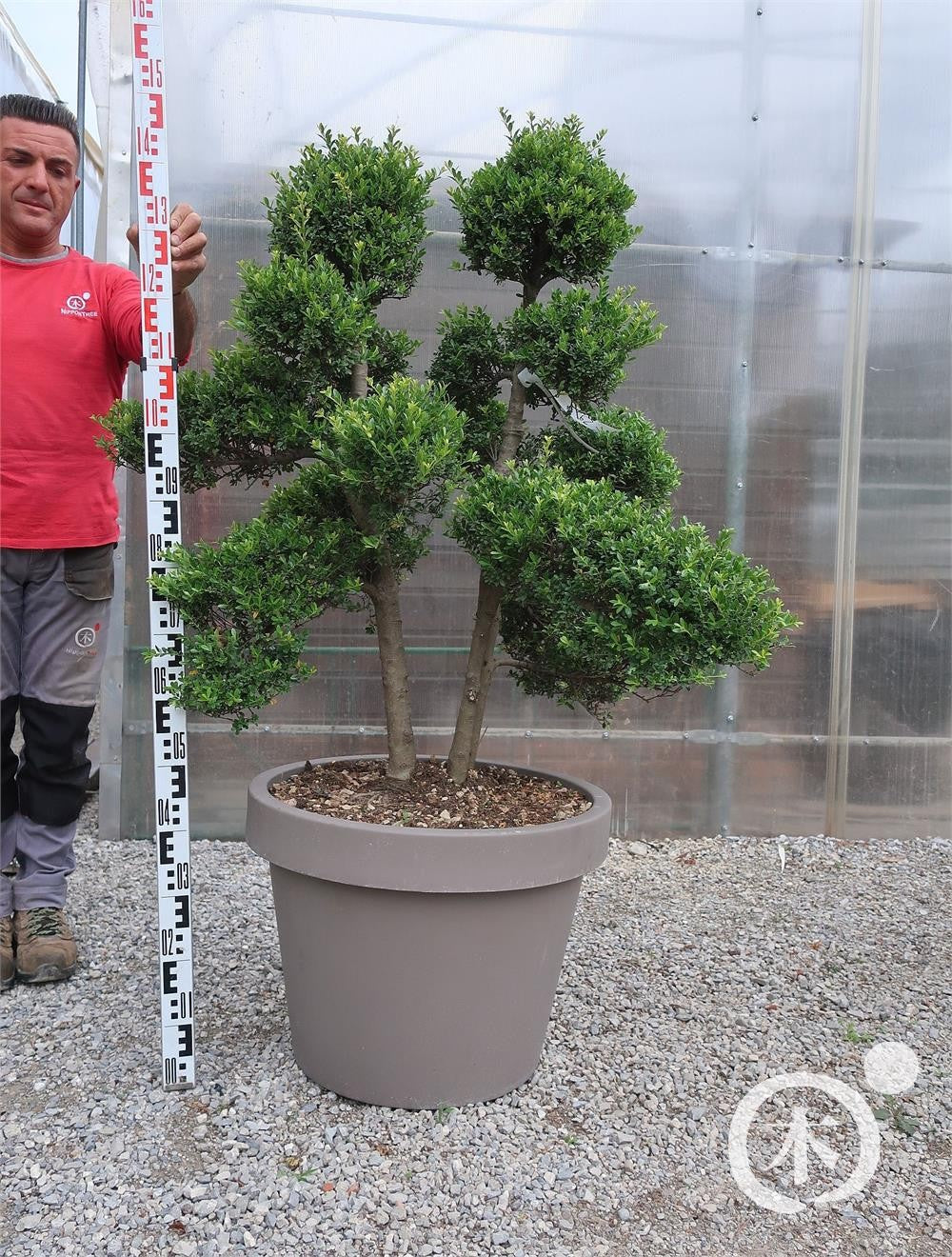 Ilex crenata Bonsai