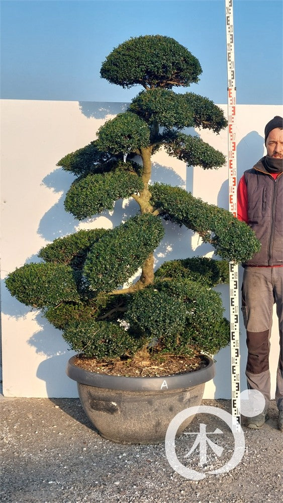 Ilex crenata Bonsai