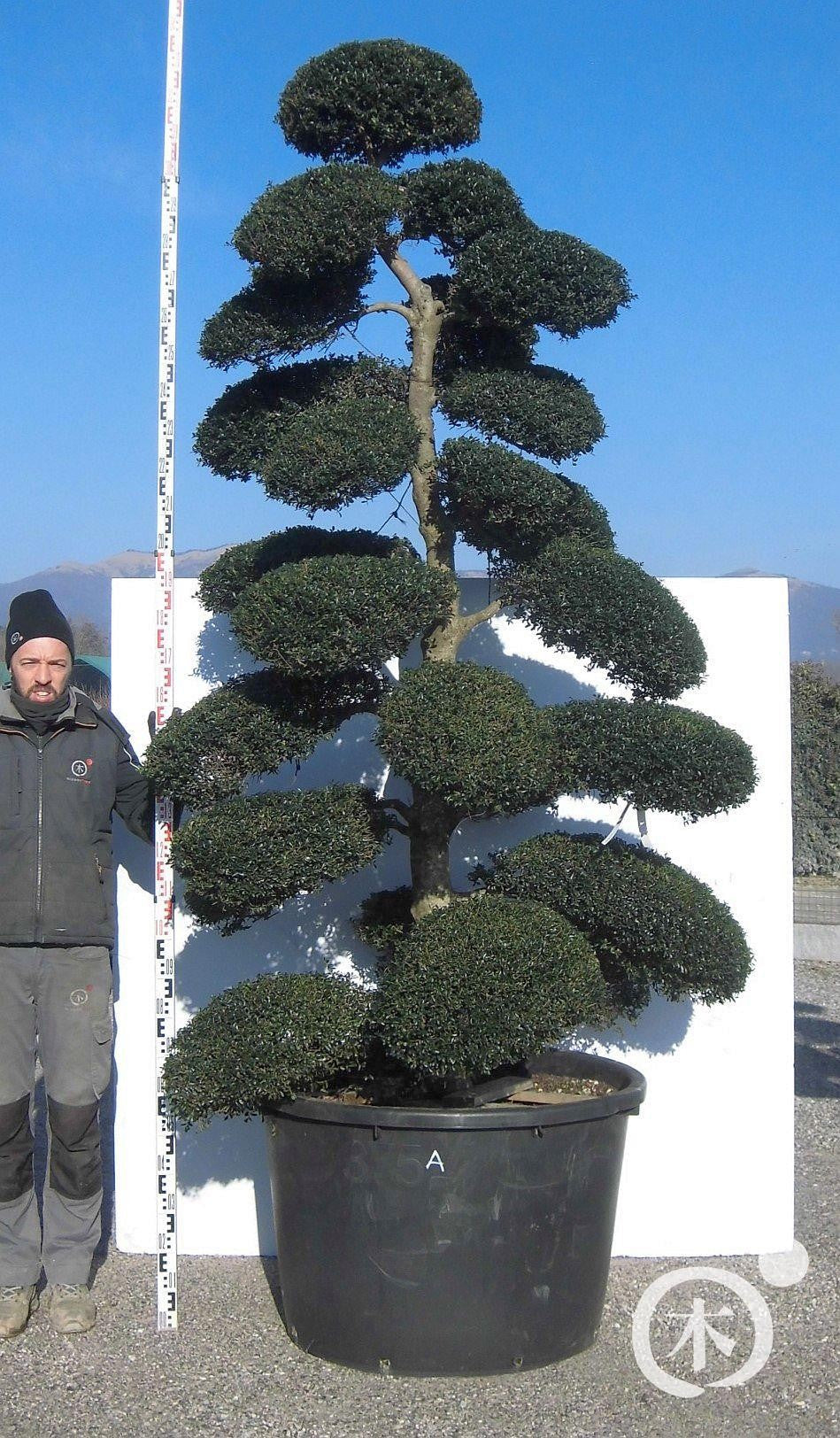 Ilex crenata Bonsai