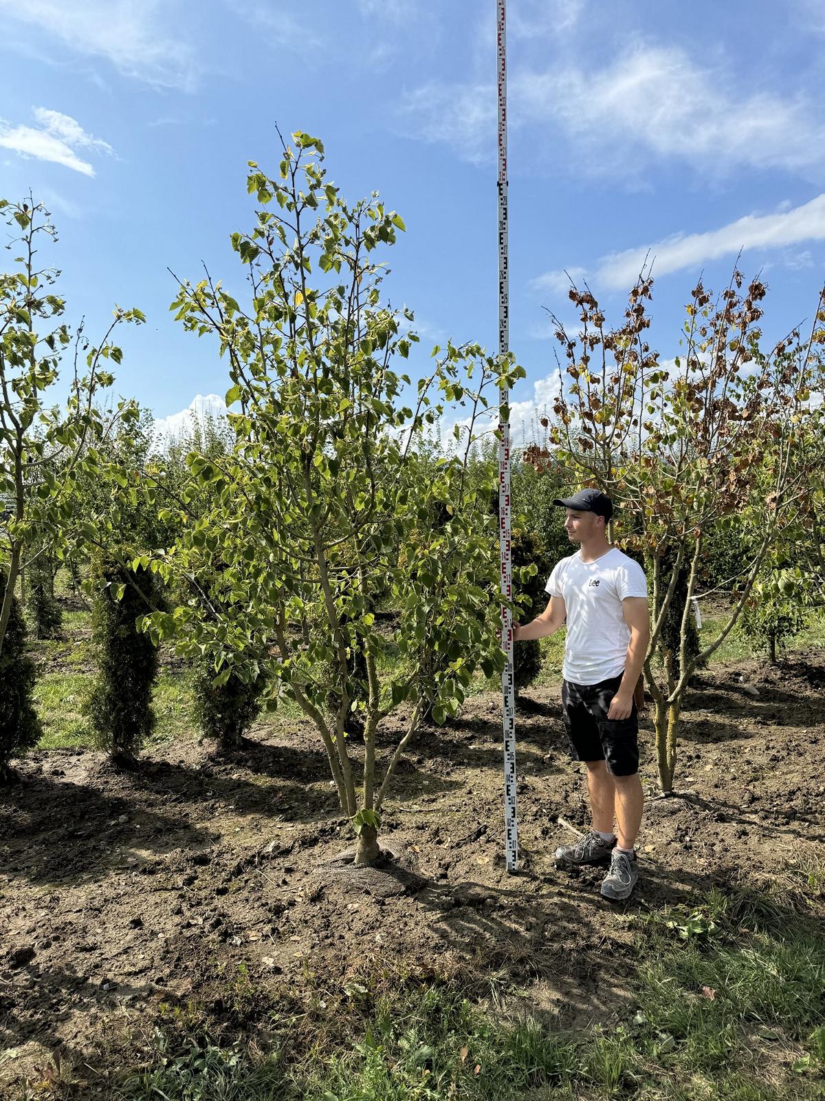 Tilia henryana