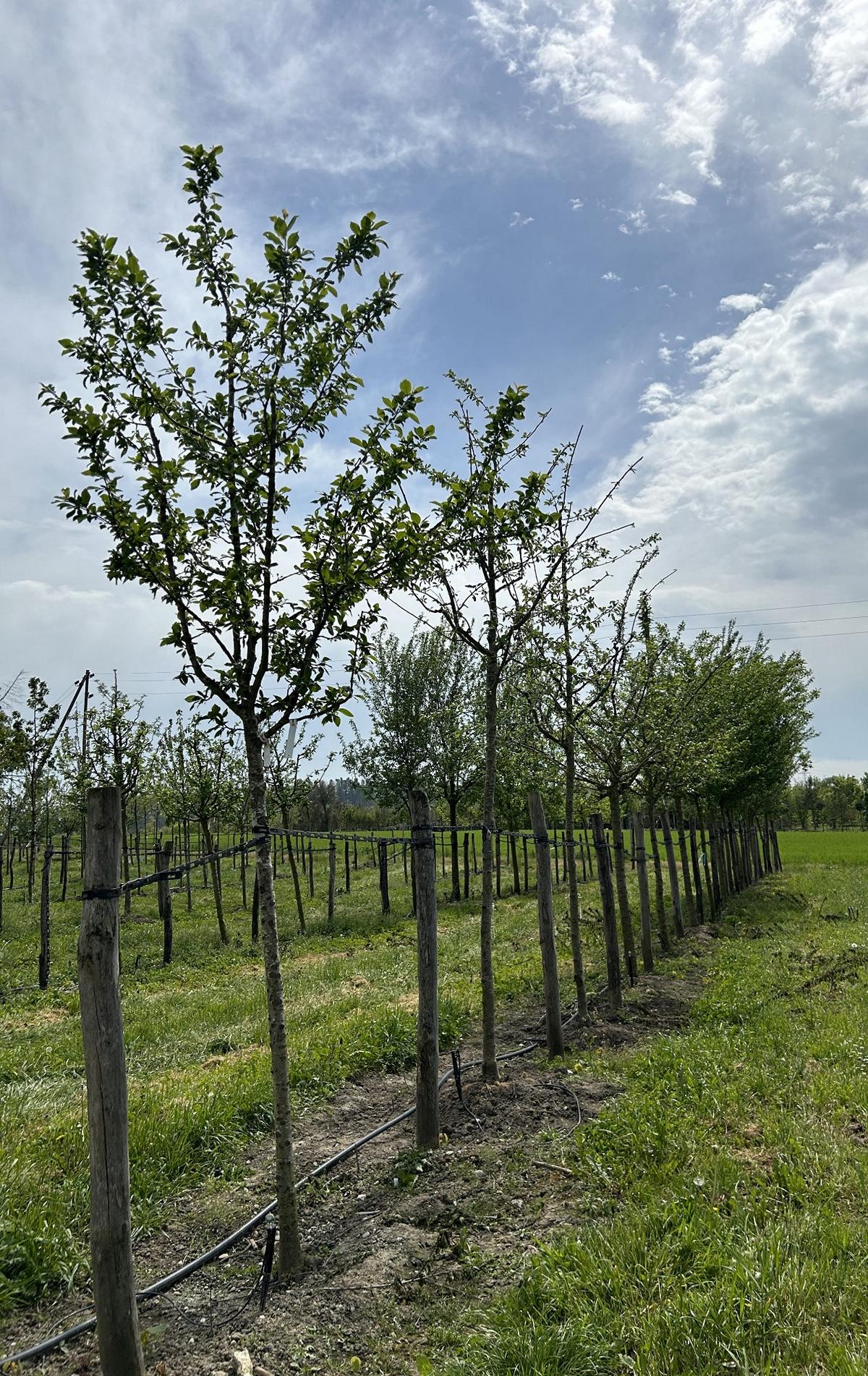 Prunus domestica 'Grosse Grüne Reine Claude'