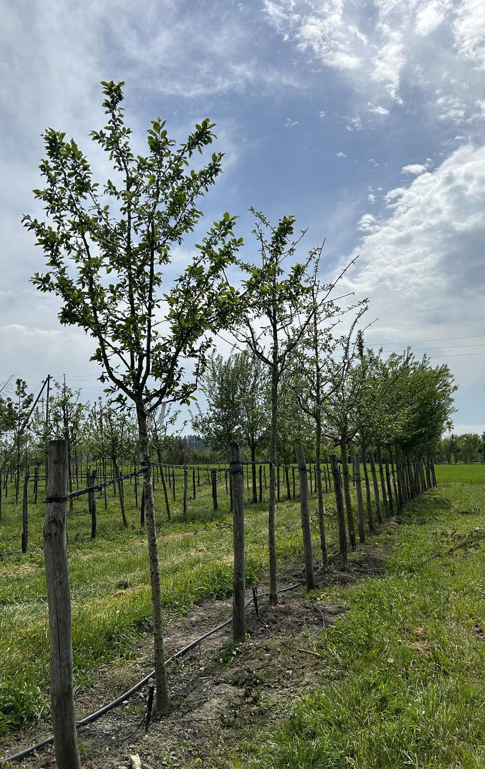 Prunus domestica 'Damassine'