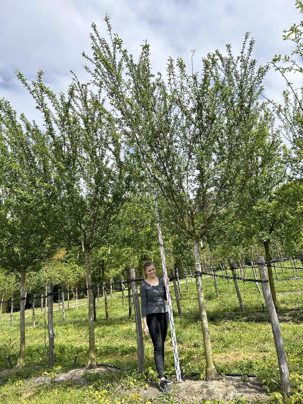 Prunus domestica 'Bérudge'