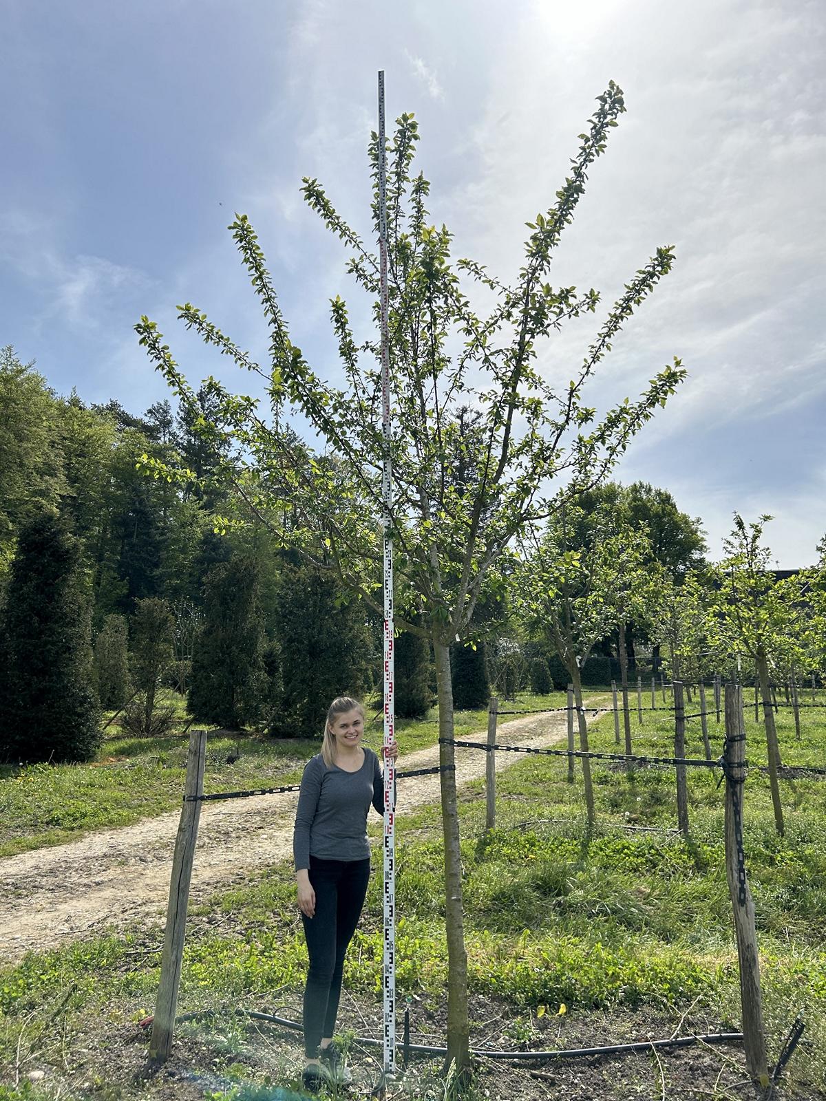 Prunus domestica 'Reine-Claude d'Oullins'