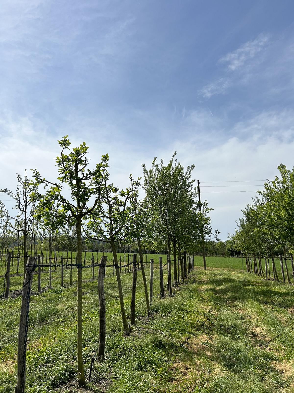 Prunus domestica 'Reine-Claude d'Oullins'