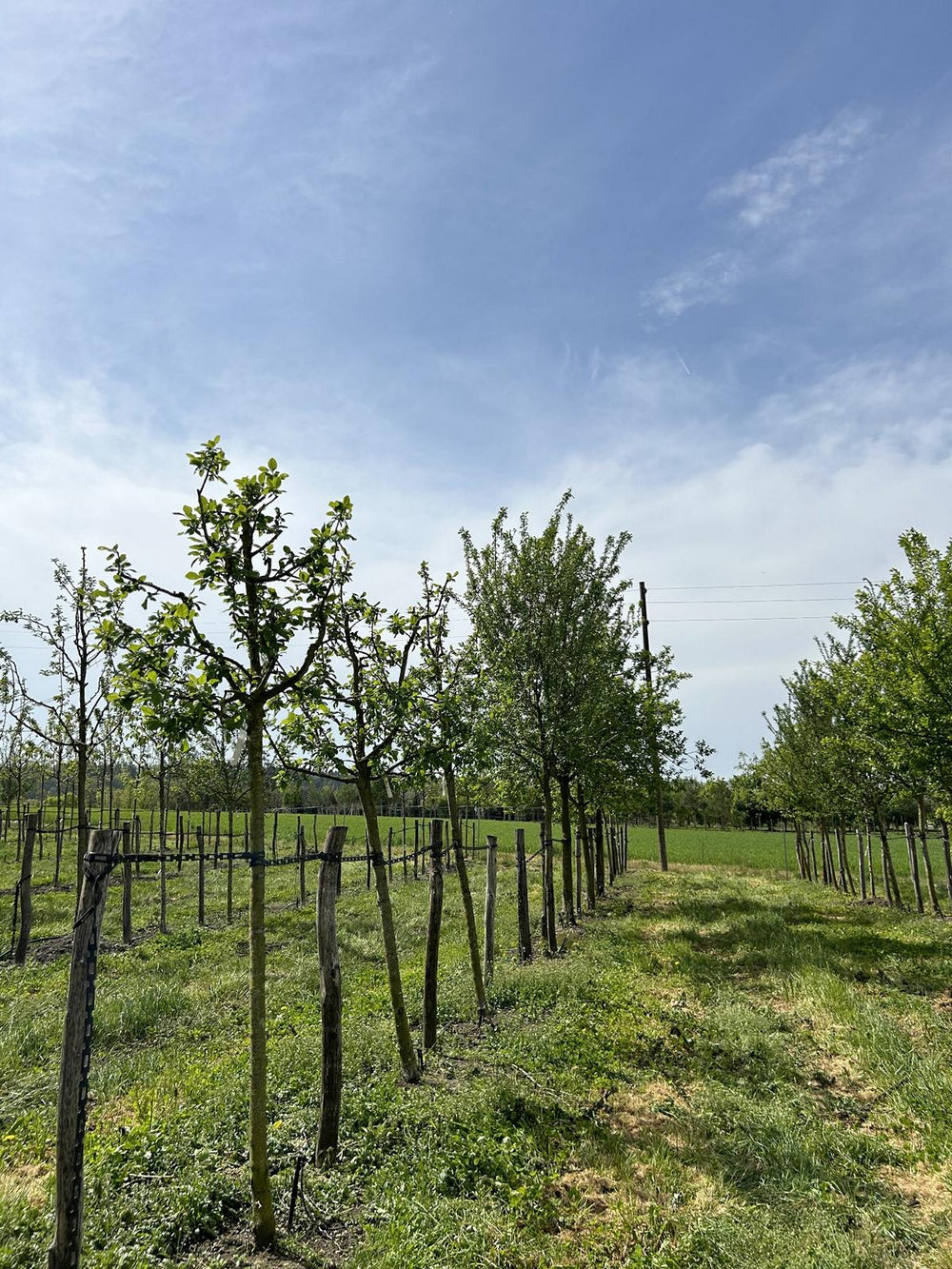 Prunus domestica 'Basler Hauszwetschge'