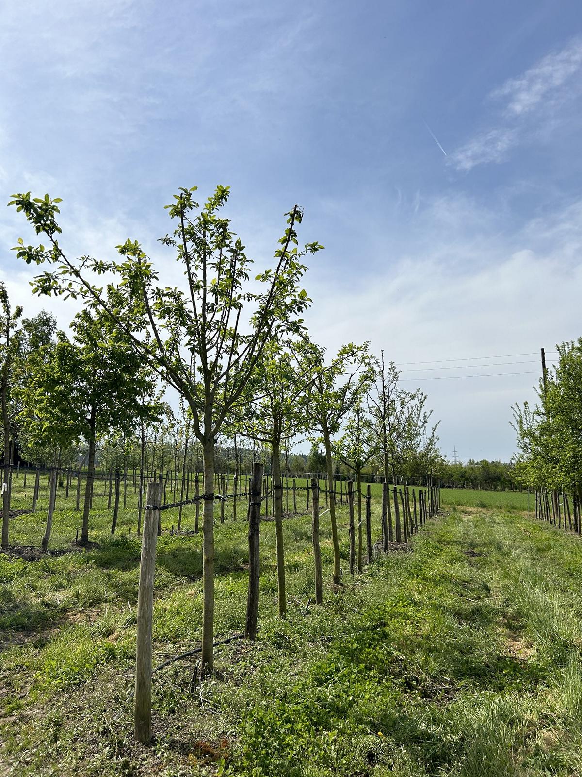 Prunus domestica 'Opal'