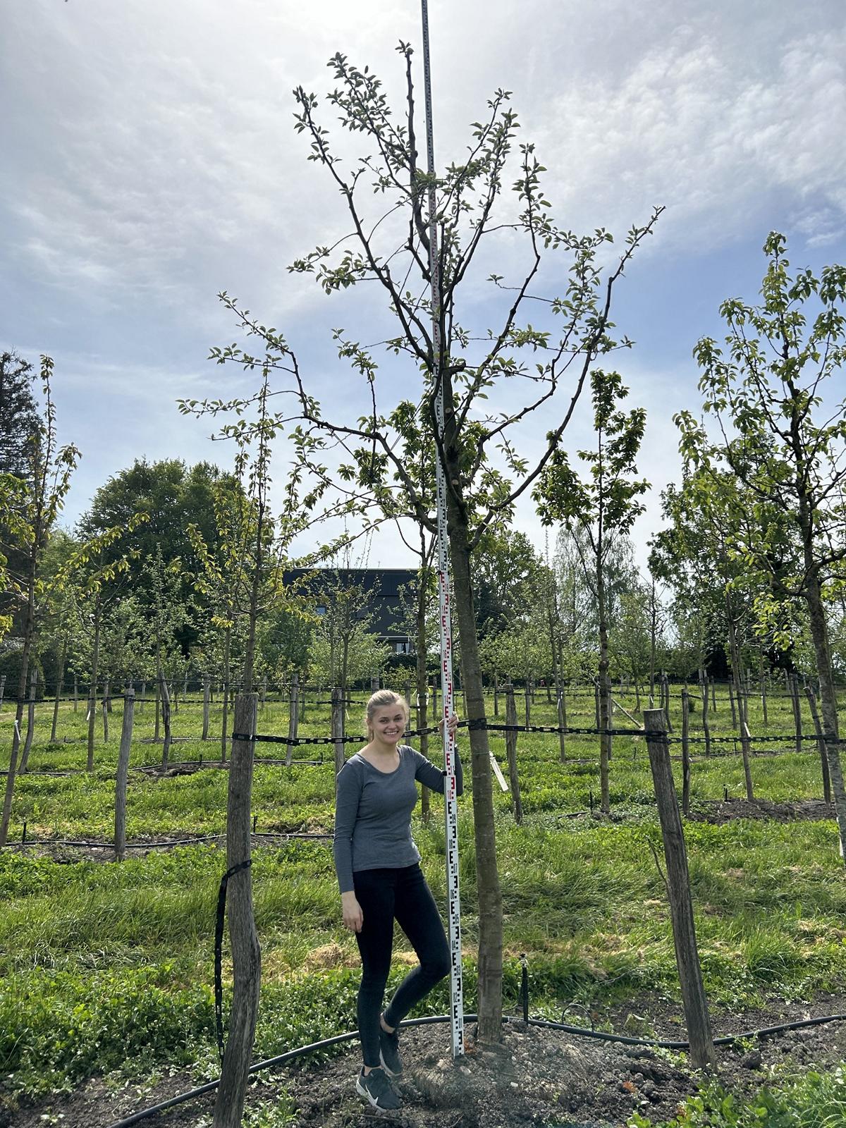 Pyrus communis 'Saint Rémy'