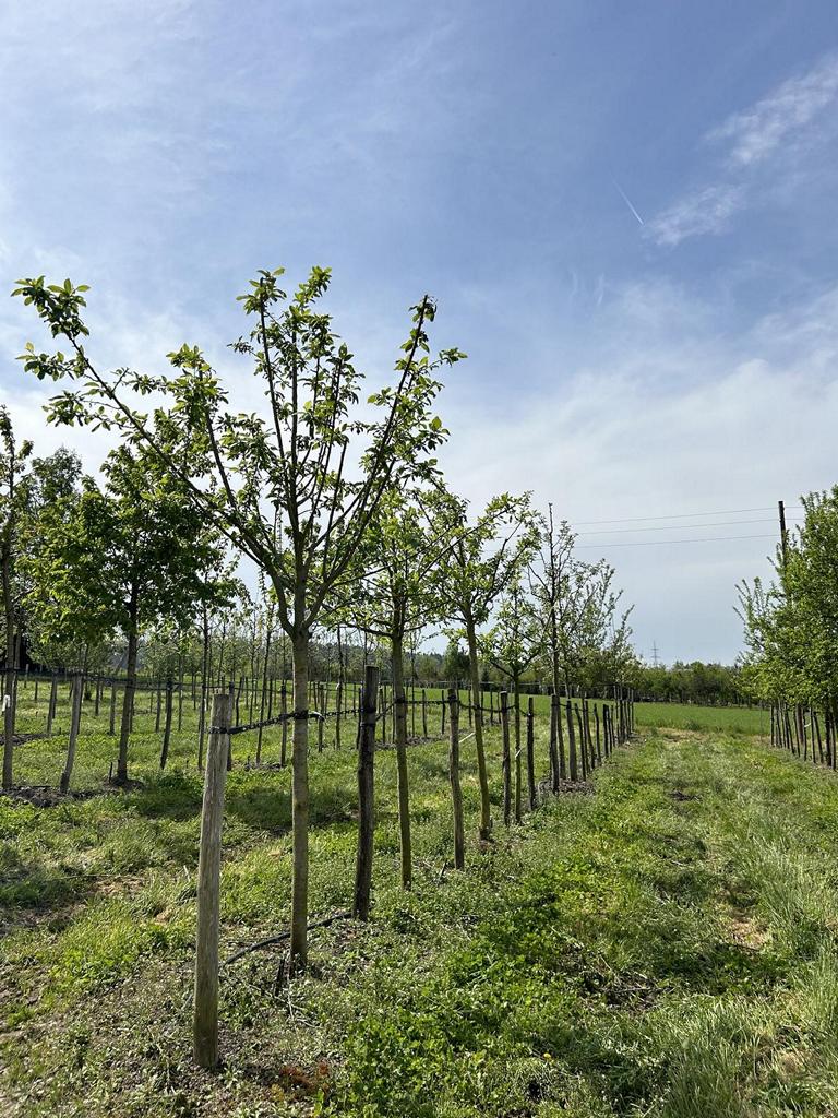 Prunus domestica 'Damassine'
